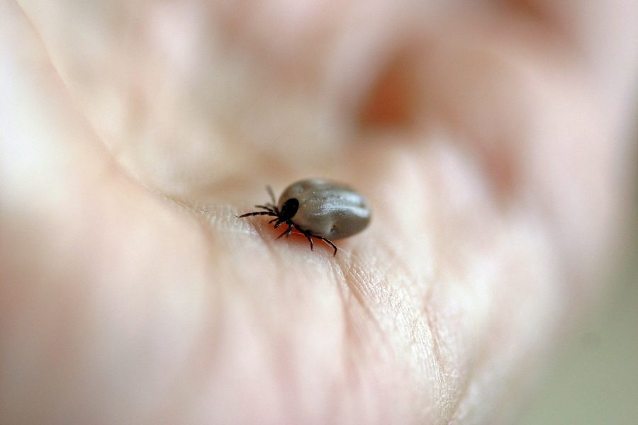Top Tips on Tick Removal and Prevention